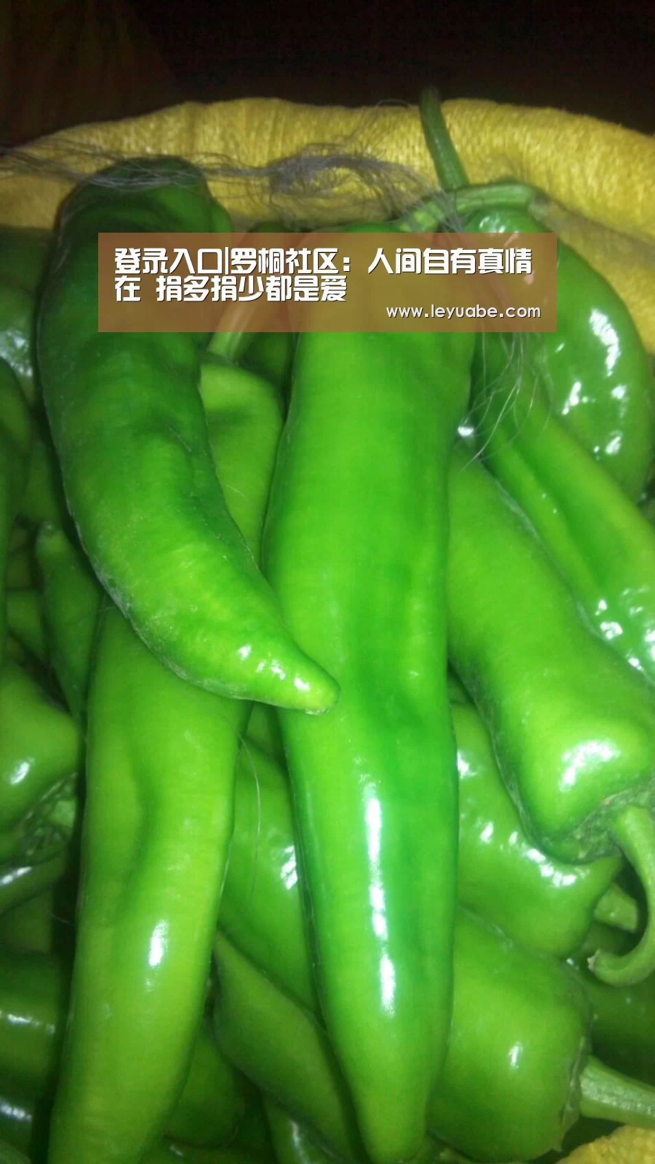 乐鱼VIP注册app下载